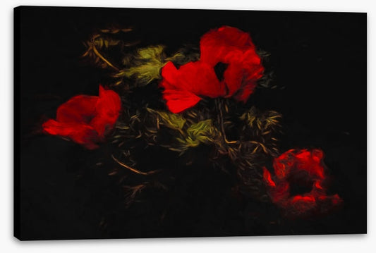 Poppies of the night