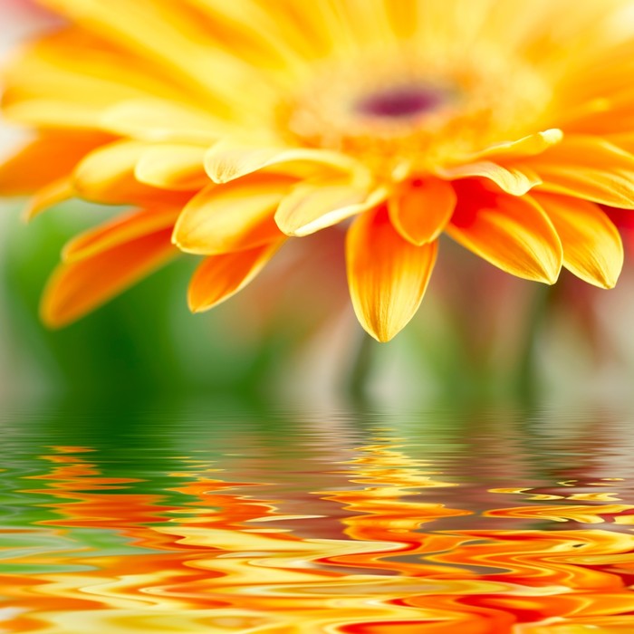 Orange gerbera drops