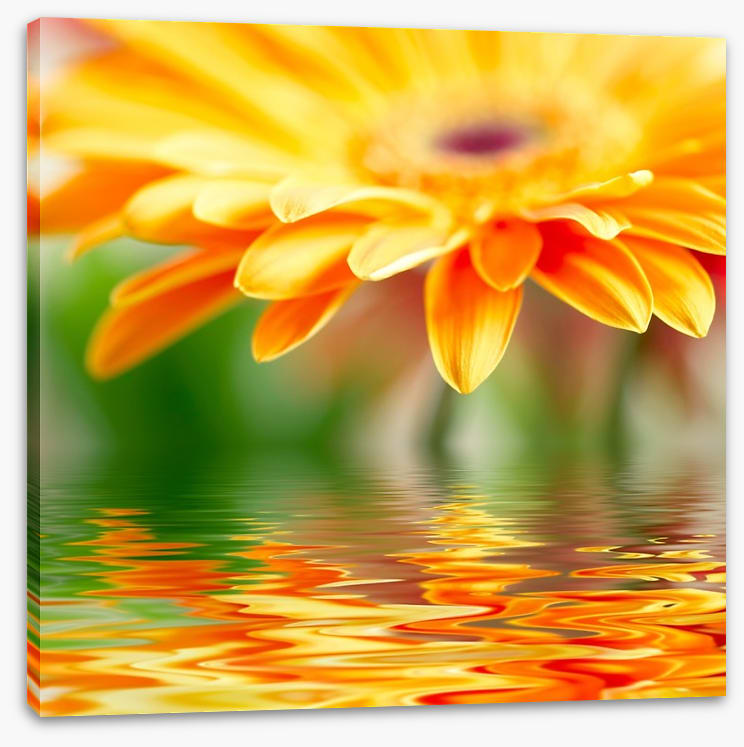 Orange gerbera drops