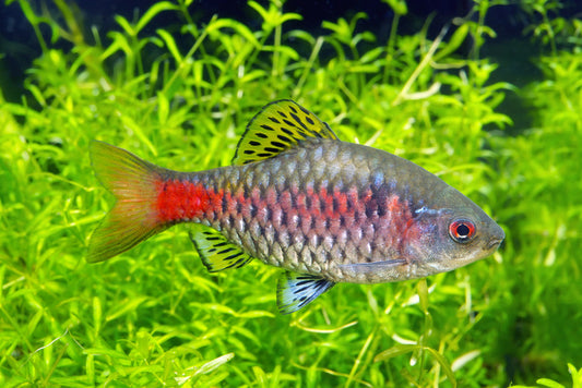Fish / Aquatic