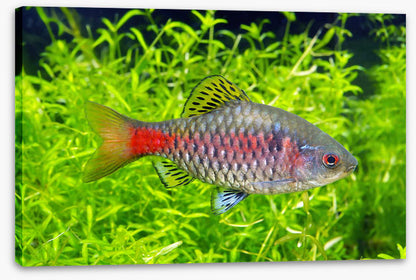 Fish / Aquatic
