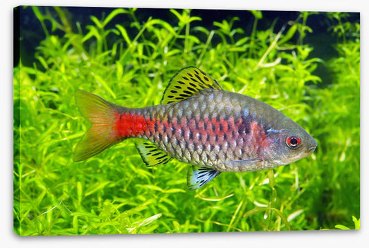 Fish / Aquatic