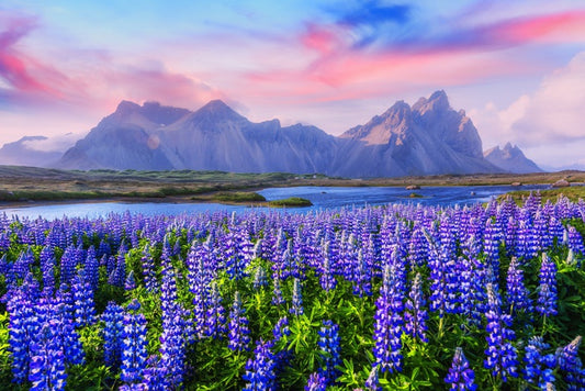 Icelandic lupine