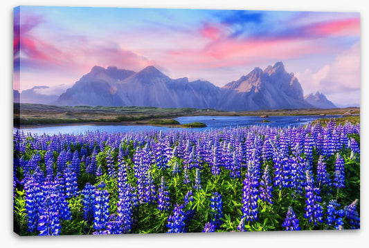 Icelandic lupine