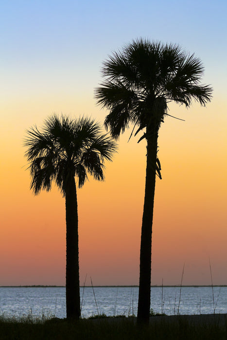 Palm tree pair