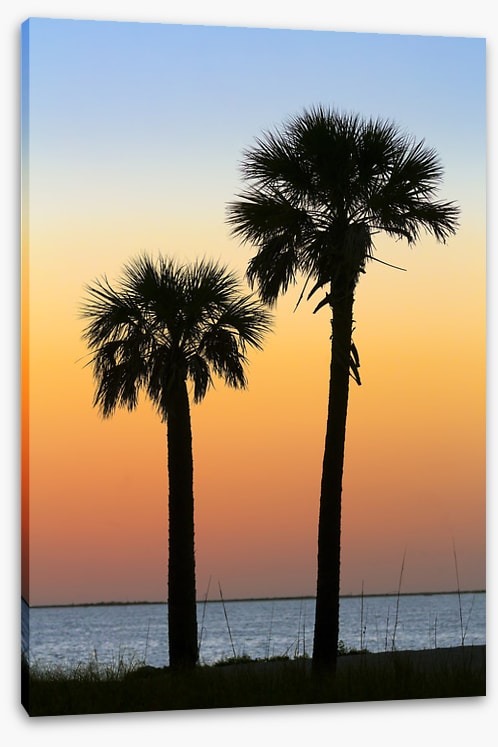 Palm tree pair