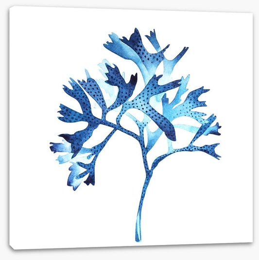 Seaweed blues