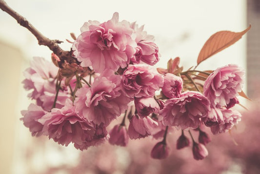 Vintage bloom