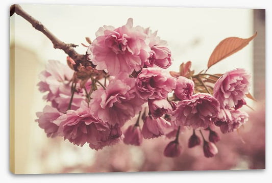 Vintage bloom