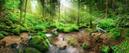 Heron in the forest