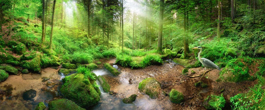Heron in the forest