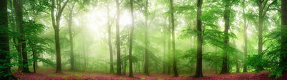 Forests