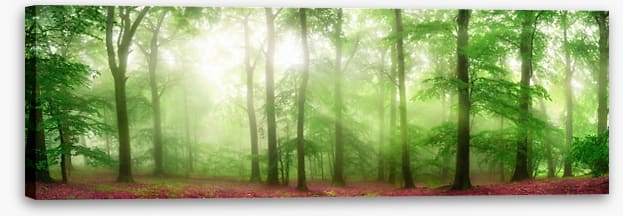 Forests