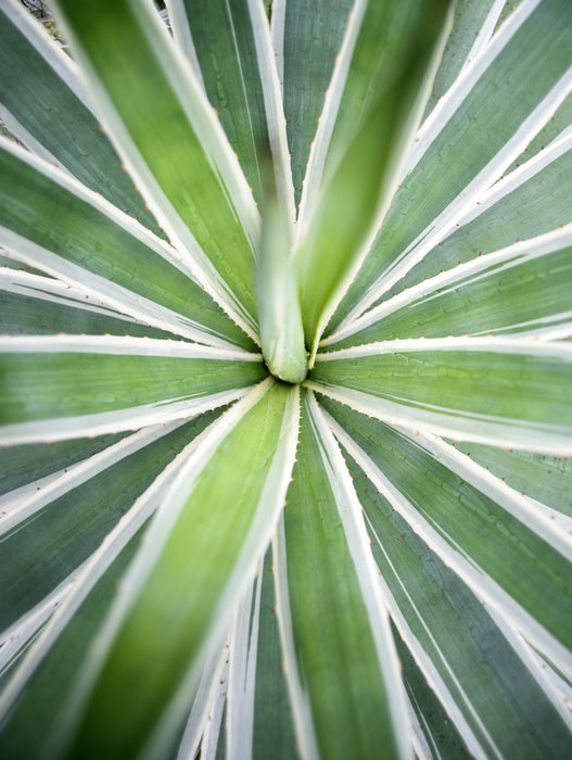 Leaves
