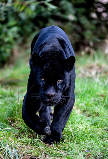 On the prowl