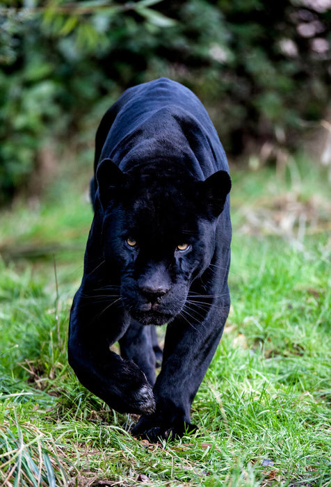 On the prowl