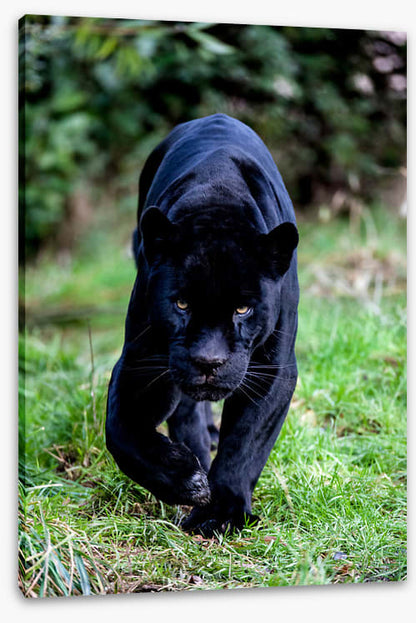 On the prowl