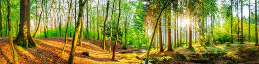 Sunbeam stream panorama
