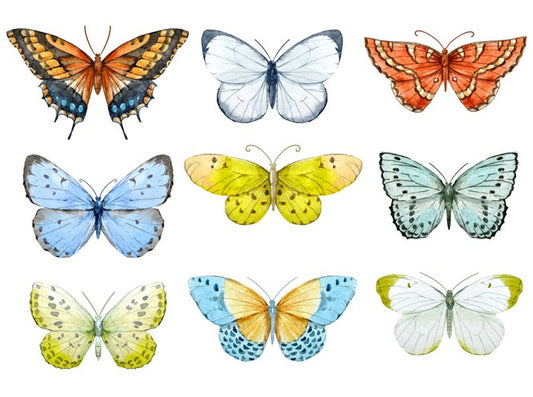 Butterfly nine