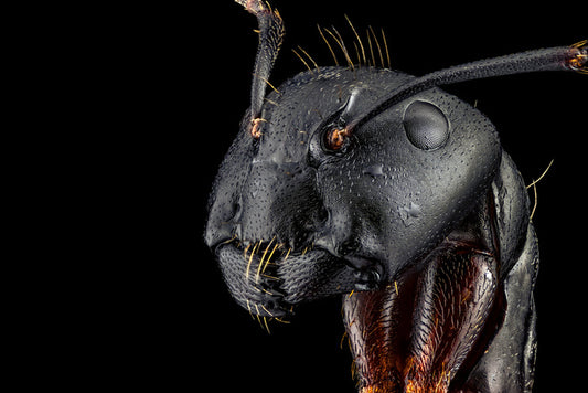 Insects