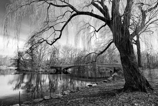 Bow bridge willow