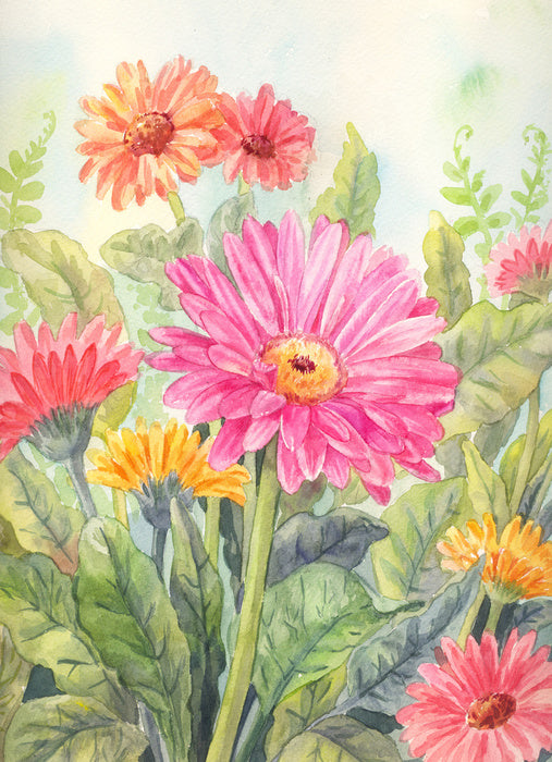 Wild gerbera