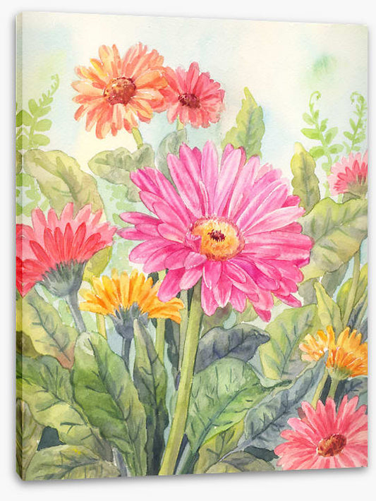 Wild gerbera