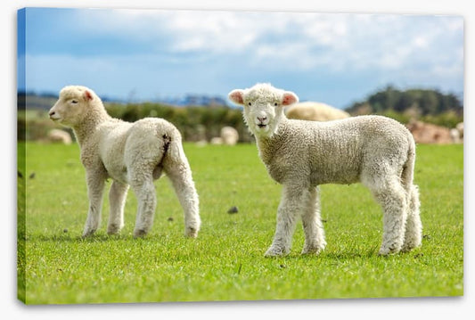 Little lost lambs
