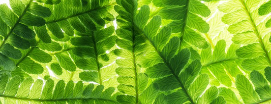 Light through the leaves