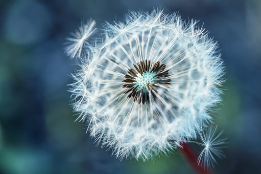 Dreamy dandelion