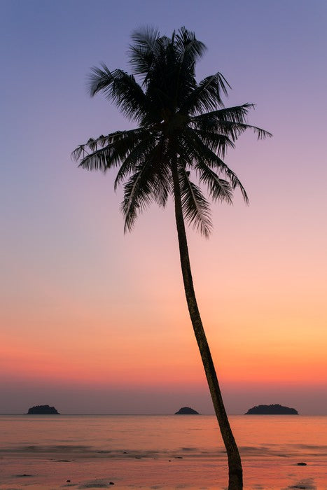 Trees