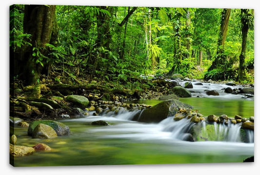Green jungle stream
