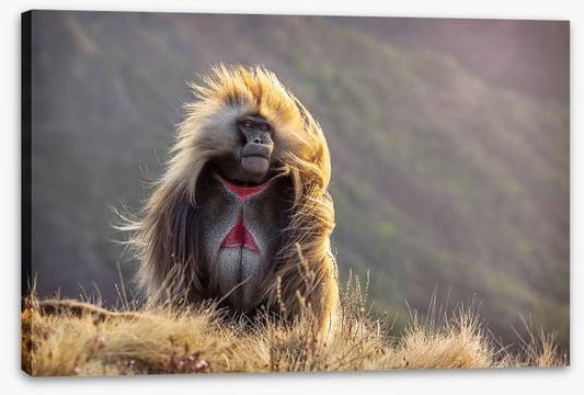 Baboon in the breeze