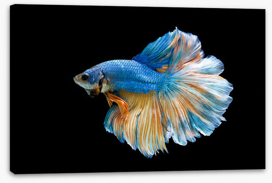 Blue beauty 2