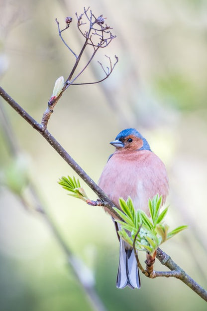 Finch of spring