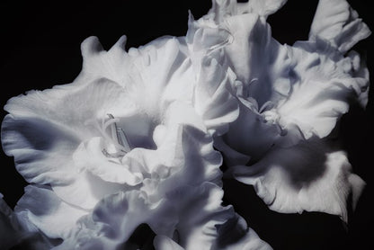 Gladiolus glory