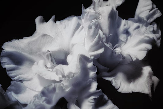 Gladiolus glory