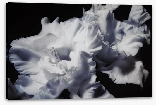 Gladiolus glory