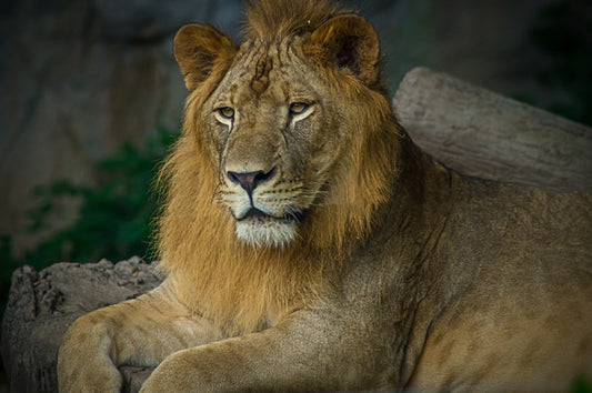 Mufasa mullet