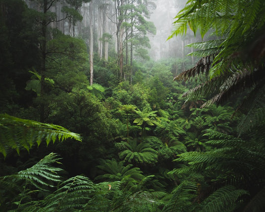 Rainforest ferns