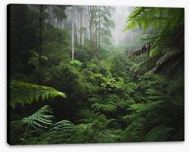 Rainforest ferns