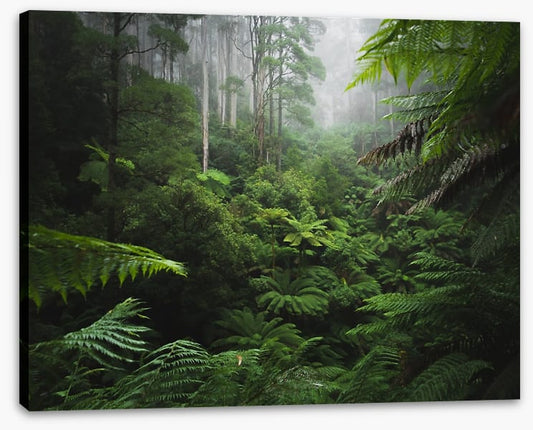 Rainforest ferns