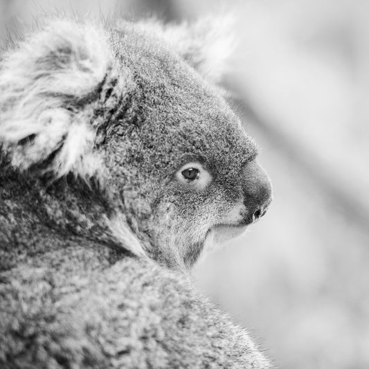 Sad koala