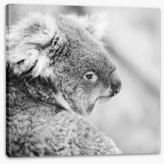 Sad koala