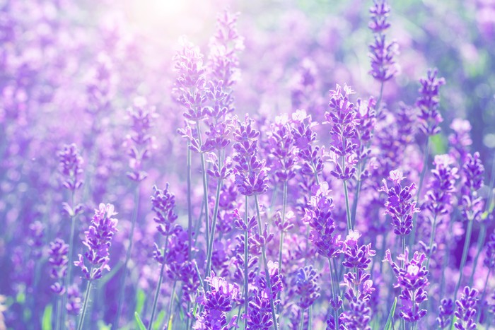 Lavender sunlight
