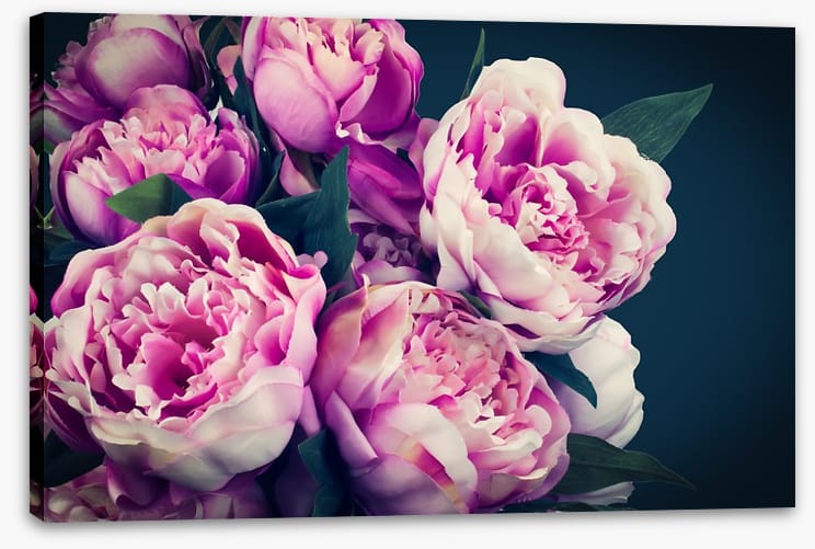 Peony flowers
