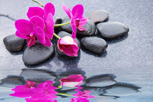 Pink petal reflections