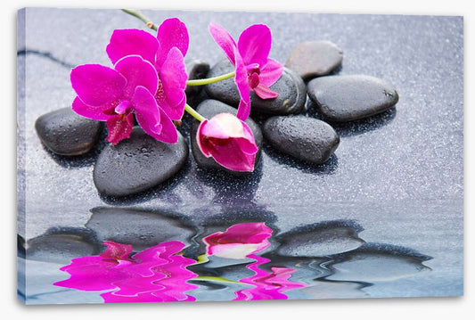 Pink petal reflections