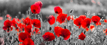 Precious poppies