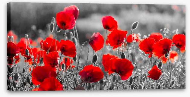 Precious poppies